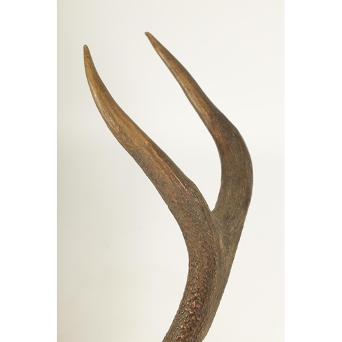 608 - A LARGE 19TH CENTURY MOUNTED BLACK FOREST PAIR OF STAGS HORN ANTLERS joined by a shaped carved walnu... 