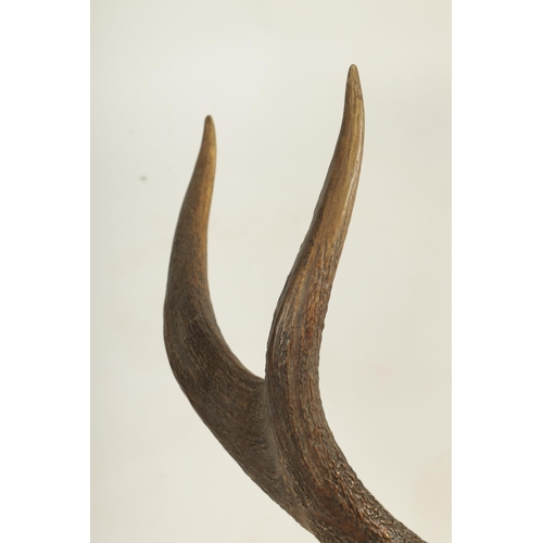 608 - A LARGE 19TH CENTURY MOUNTED BLACK FOREST PAIR OF STAGS HORN ANTLERS joined by a shaped carved walnu... 