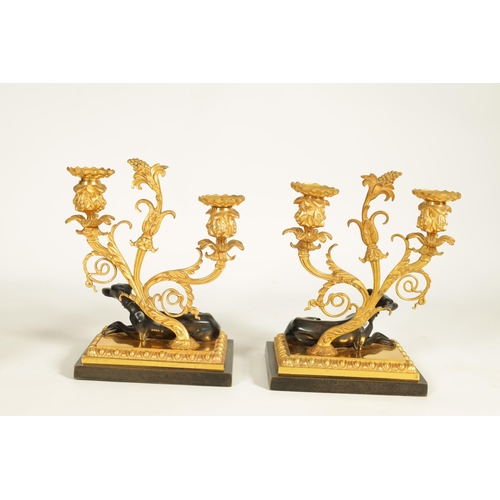 683 - A PAIR OF REGENCY BRONZE AND ORMOLU TWO BRANCH CANDELABRA the floral sconces on scrolling acanthus b... 