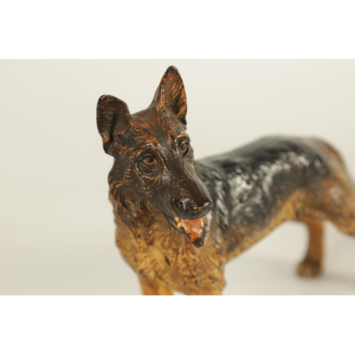 696 - A LATE 19TH/ EARLY 20TH CENTURY AUSTRIAN COLD PAINTED BRONZE SCULPTURE OF AN ALSATIAN DOG (14cm acro... 