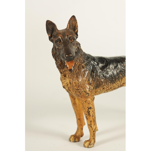 696 - A LATE 19TH/ EARLY 20TH CENTURY AUSTRIAN COLD PAINTED BRONZE SCULPTURE OF AN ALSATIAN DOG (14cm acro... 