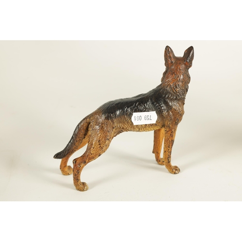 696 - A LATE 19TH/ EARLY 20TH CENTURY AUSTRIAN COLD PAINTED BRONZE SCULPTURE OF AN ALSATIAN DOG (14cm acro... 