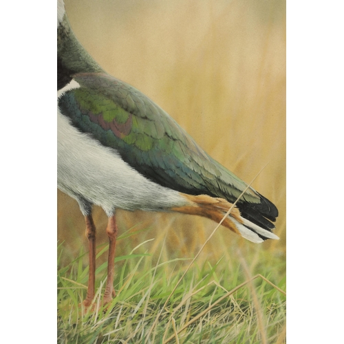 803 - NIGEL ARTINGSTALL R.A. (1963) A PAIR OF WATERCOLOURS AND GOUACHE. Starling perched on a mossy branch... 