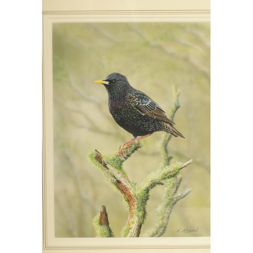 803 - NIGEL ARTINGSTALL R.A. (1963) A PAIR OF WATERCOLOURS AND GOUACHE. Starling perched on a mossy branch... 