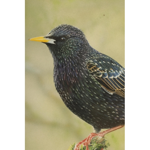 803 - NIGEL ARTINGSTALL R.A. (1963) A PAIR OF WATERCOLOURS AND GOUACHE. Starling perched on a mossy branch... 