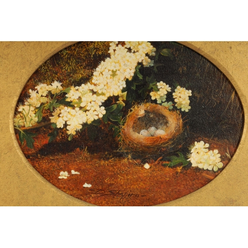 873 - DEREK SHAPIRO. A PAIR OF 20TH CENTURY OILS ON BOARD. Still lifes with birds nests and flowers, signe... 