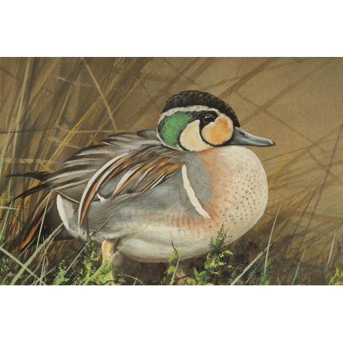 877 - ALAN M. HUNT (Born 1947). A PAIR OF WATERCOLOURS AND GOUACHE. Teal and duck amongst reeds, signed - ... 