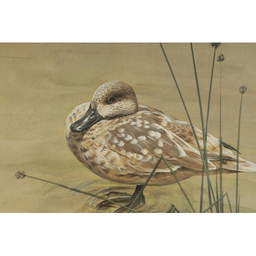 877 - ALAN M. HUNT (Born 1947). A PAIR OF WATERCOLOURS AND GOUACHE. Teal and duck amongst reeds, signed - ... 