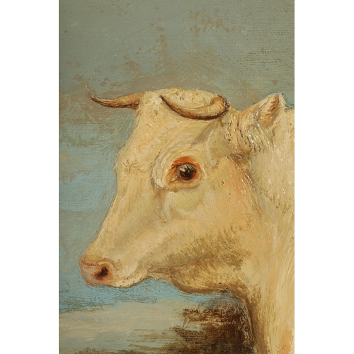 891 - A MID 19TH CENTURY OIL ON CANVAS A champion short-horn, indistinct signiature and dated 1864, labell... 