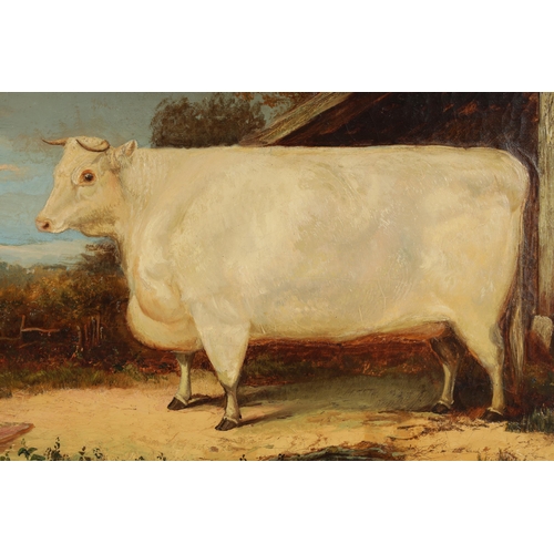 891 - A MID 19TH CENTURY OIL ON CANVAS A champion short-horn, indistinct signiature and dated 1864, labell... 