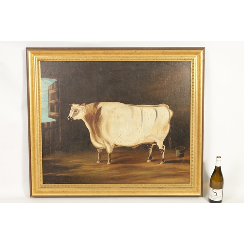 697 - 19TH CENTURY BRITISH SCHOOL OIL ON CANVAS - PORTRAIT OF A PRIZE BULL in a stable setting - in gilt m... 