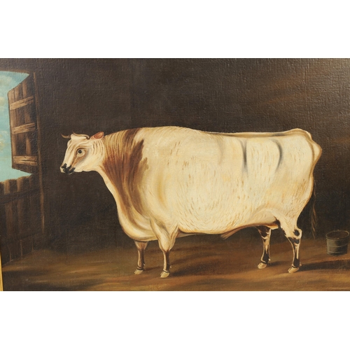 697 - 19TH CENTURY BRITISH SCHOOL OIL ON CANVAS - PORTRAIT OF A PRIZE BULL in a stable setting - in gilt m... 