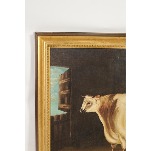 697 - 19TH CENTURY BRITISH SCHOOL OIL ON CANVAS - PORTRAIT OF A PRIZE BULL in a stable setting - in gilt m... 