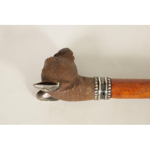 478 - A FRENCH 19TH CENTURY CARVED BOXWOOD AND SILVER MOUNTED BULL DOG WALKING STICK set with amber glass ... 