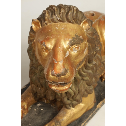 499 - A GOOD LARGE PAIR OF 18TH CENTURY CARVED GILT WOOD ITALIAN RECUMBENT LIONS mounted on ebonised recta... 