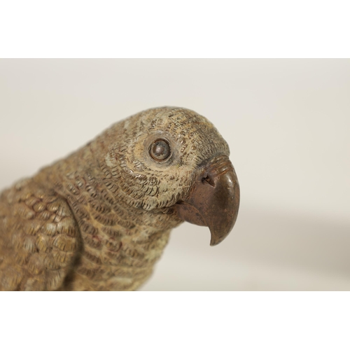 536 - A LATE 19TH CENTURY BERGMAN STYLE COLD PAINTED BRONZE SCULPTURE OF A PARROT inscribed beneath. (14.5... 