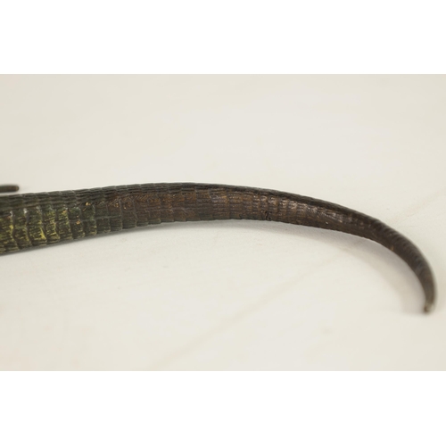 563 - A LATE 19TH CENTURY BERGMAN STYLE COLD PAINTED BRONZE SCULPTURE OF A LIZARD (26cm long)