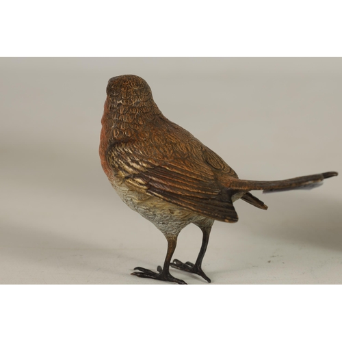 565 - A LATE 19TH CENTURY BERGMAN STYLE COLD PAINTED BRONZE SCULPTURE OF A ROBIN (12cm wide 8cm high)