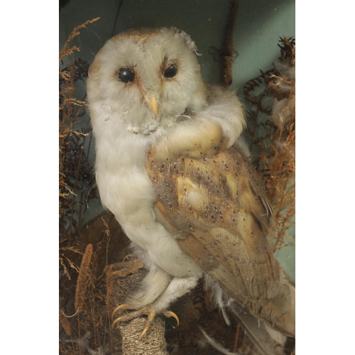 569 - A 19TH CENTURY CASED TAXIDERMIC BARN OWL mounted on a branch amongst grasses. (43cm high 36cm wide)