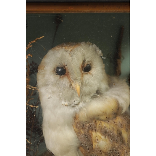 569 - A 19TH CENTURY CASED TAXIDERMIC BARN OWL mounted on a branch amongst grasses. (43cm high 36cm wide)