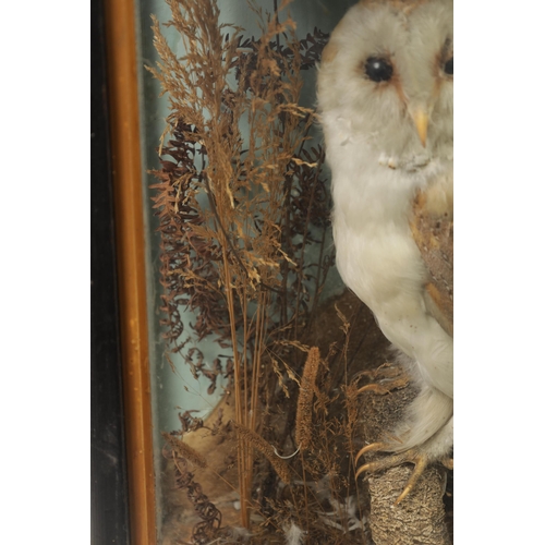 569 - A 19TH CENTURY CASED TAXIDERMIC BARN OWL mounted on a branch amongst grasses. (43cm high 36cm wide)