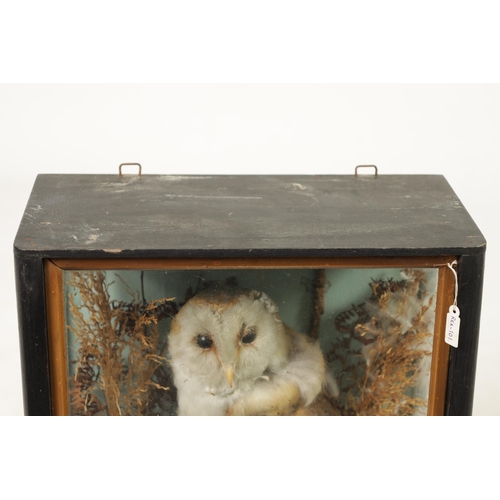 569 - A 19TH CENTURY CASED TAXIDERMIC BARN OWL mounted on a branch amongst grasses. (43cm high 36cm wide)