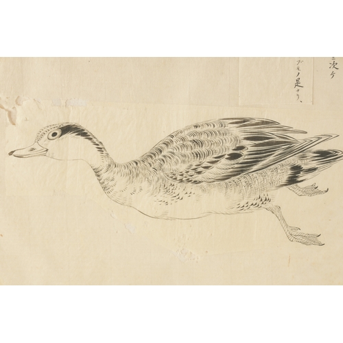 161 - A 19TH CENTURY JAPANESE MONOCHROME PAINTING OF A GOOSE signed and with inscribed panel, mounted and ... 