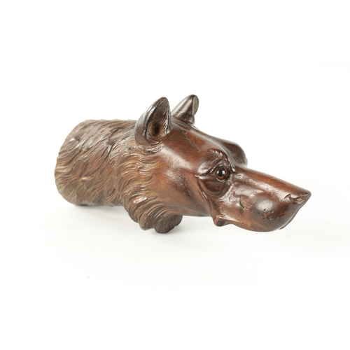 376 - A LATE 19TH CENTURY BLACK FOREST CARVED DOG HEAD with amber glass eyes (21.5cm long)