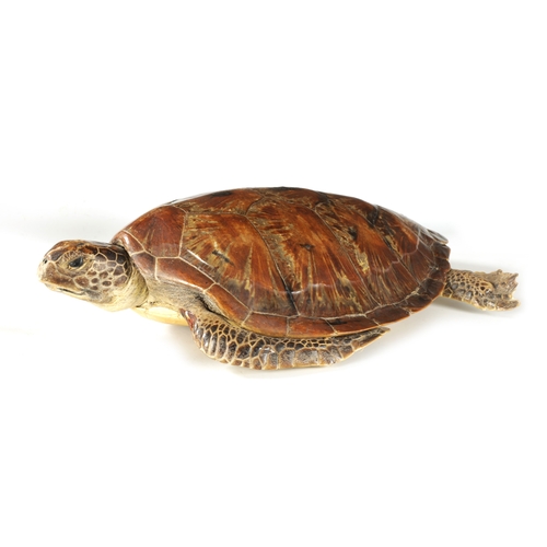 537 - A LATE 19TH CENTURY TAXIDERMY HAWKSBILL TURTLE with wall hanging hoop to the underside (68.5cm overa... 