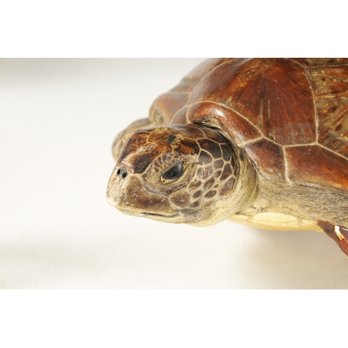 537 - A LATE 19TH CENTURY TAXIDERMY HAWKSBILL TURTLE with wall hanging hoop to the underside (68.5cm overa... 