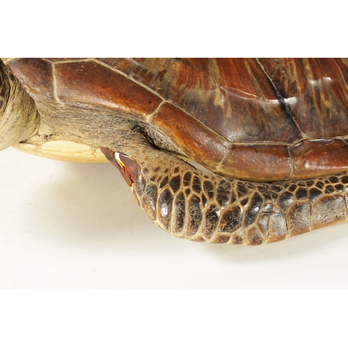 537 - A LATE 19TH CENTURY TAXIDERMY HAWKSBILL TURTLE with wall hanging hoop to the underside (68.5cm overa... 