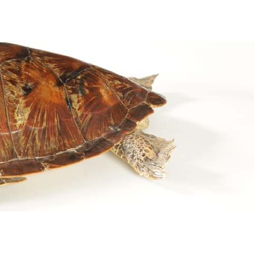 537 - A LATE 19TH CENTURY TAXIDERMY HAWKSBILL TURTLE with wall hanging hoop to the underside (68.5cm overa... 