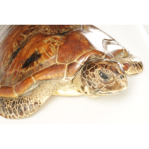 537 - A LATE 19TH CENTURY TAXIDERMY HAWKSBILL TURTLE with wall hanging hoop to the underside (68.5cm overa... 