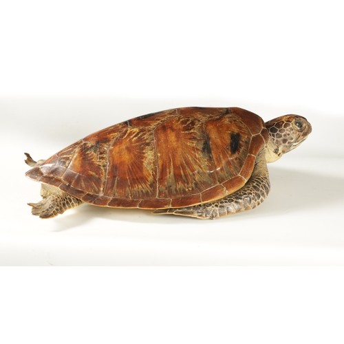 537 - A LATE 19TH CENTURY TAXIDERMY HAWKSBILL TURTLE with wall hanging hoop to the underside (68.5cm overa... 