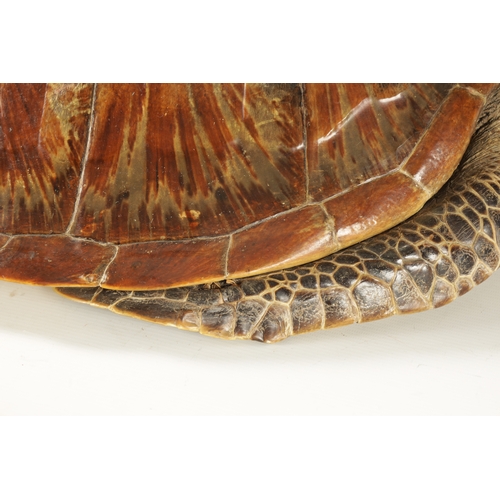 537 - A LATE 19TH CENTURY TAXIDERMY HAWKSBILL TURTLE with wall hanging hoop to the underside (68.5cm overa... 