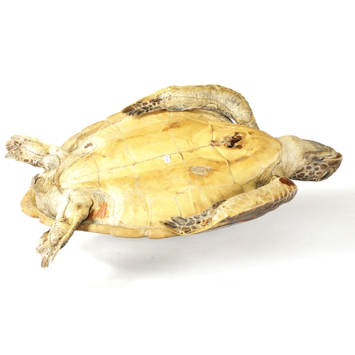 537 - A LATE 19TH CENTURY TAXIDERMY HAWKSBILL TURTLE with wall hanging hoop to the underside (68.5cm overa... 