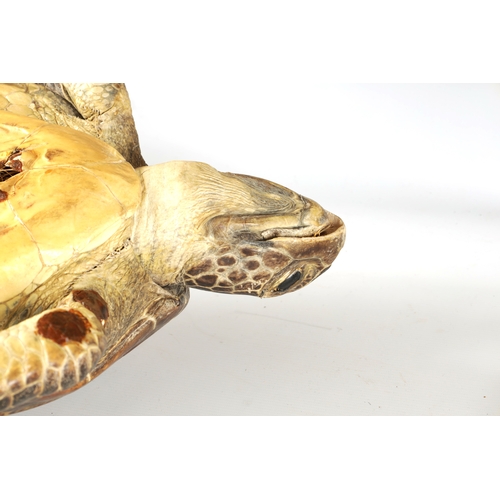 537 - A LATE 19TH CENTURY TAXIDERMY HAWKSBILL TURTLE with wall hanging hoop to the underside (68.5cm overa... 