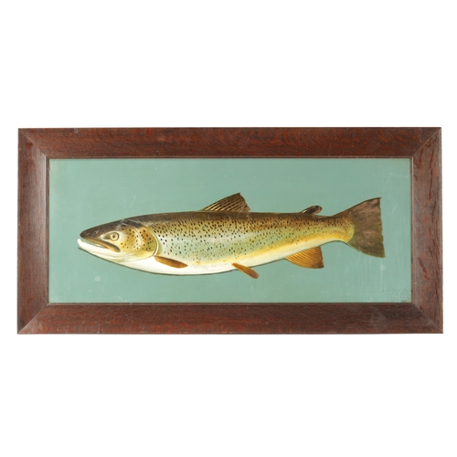 546 - AN EARLY 20TH CENTURY OIL ON BOARD OF A BROWN TROUT inscribed in bottom corner 