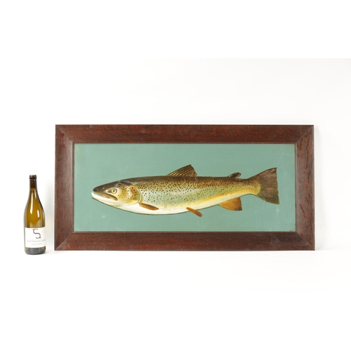 546 - AN EARLY 20TH CENTURY OIL ON BOARD OF A BROWN TROUT inscribed in bottom corner 