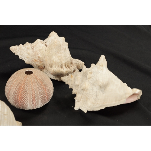 198 - TWO BOXES OF SEA SHELLS