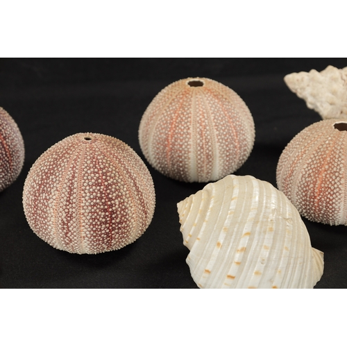 198 - TWO BOXES OF SEA SHELLS