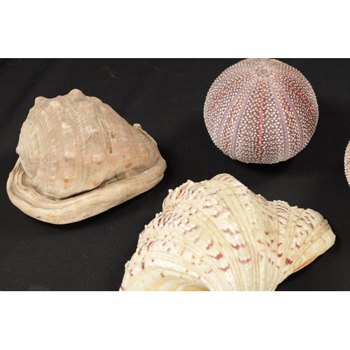 198 - TWO BOXES OF SEA SHELLS