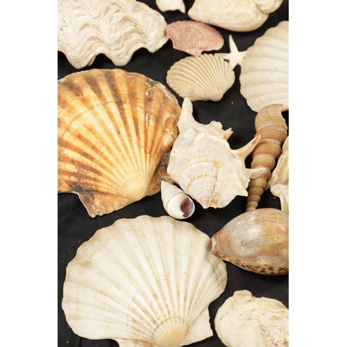 198 - TWO BOXES OF SEA SHELLS