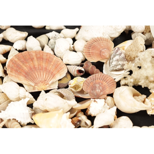 198 - TWO BOXES OF SEA SHELLS