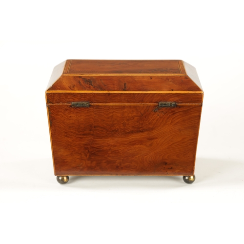 346 - A REGENCY BURR YEW TEA CADDY with fitted interior and brass bun feet (19cm wide 11cm deep 14cm high)