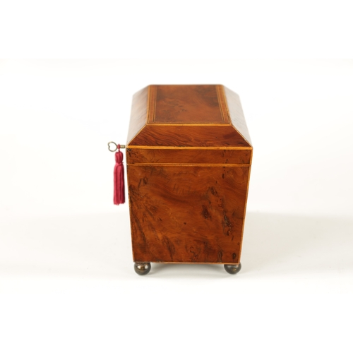 346 - A REGENCY BURR YEW TEA CADDY with fitted interior and brass bun feet (19cm wide 11cm deep 14cm high)