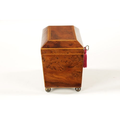 346 - A REGENCY BURR YEW TEA CADDY with fitted interior and brass bun feet (19cm wide 11cm deep 14cm high)