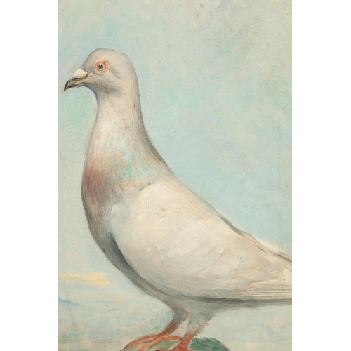 1123 - A 19TH CENTURY OIL ON CANVAS PORTRAIT OF A RACING PIGEON signed monogram A.J. dated 1888 - mounted i... 