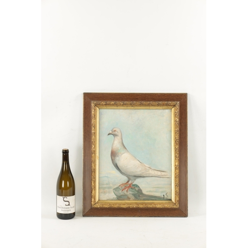 1123 - A 19TH CENTURY OIL ON CANVAS PORTRAIT OF A RACING PIGEON signed monogram A.J. dated 1888 - mounted i... 