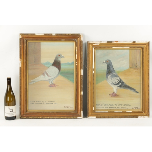 1173 - A PAIR OF EARLY 20TH CENTURY OIL ON CANVAS PORTRAITS OF RACING PIGEONS named Reliance and Granville ... 